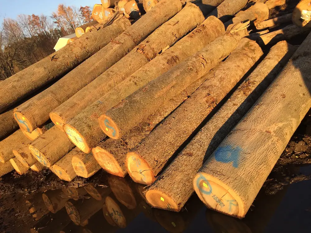 Oaple log yard operations